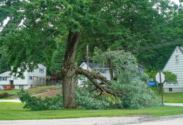 Professional Tree Service in Junction, TX